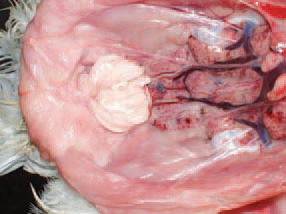 In some cases, the bursa is filled with coagulated fibrinous exudate that usually forms casts with the shape of mucosal folds. In birds surviving the acute stage of the disease, the bursa is progressively atrophying. Microscopically, an atrophy of follicles into the bursa is observed secondary to inflammatory and dystrophic necrobiotic alterations.