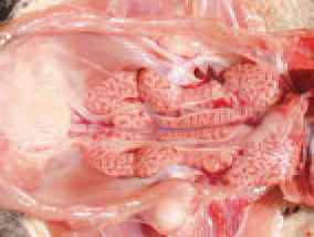 The kidneys are affected by a severe urate diathesis. In an acute outbreak and manifestation of the typical clinical signs, the diagnostics is not difficult. The diagnosis could be confirmed by detection of typical gross lesions throughout a patho-anatomical study. IBD should be differentiated from IBH (inclusion body hepatitis). The application of live vaccines in chickens is a key point in the prevention of IBD and should be related to the levels of maternal antibodies.