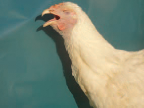 Laryngotracheitis (LT) is a viral infection in hens, pheasants and peacocks characterized by catarrhal haemorrhagic to fibrinous inflammation of the respiratory tract. It is manifested in laryngotracheal and conjunctival form. In the laryngotracheal form, suffocation, rales and cough are observed. The head and the neck are strongly extended forward and upward during inspiration.