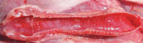 Haemorrhagic laryngotracheitis. The morbidity rate of LT reaches 50-70% and the death rate: 10-20%. Often, it goes on as a complicated infection after the involvement of E. coli, St. aureus, M. gallisepticum etc.