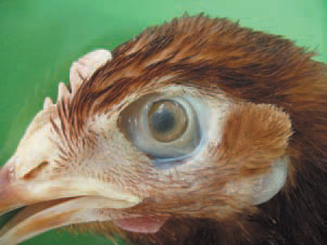295