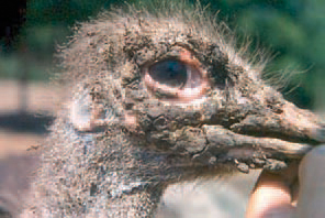 A local form of hyperkeratosis in an ostrich. Increased amount of keratin in the horny tissues - down, feathers and beak - is present, resulting in their coarse appearance. The state is linked to impaired metabolism of sulfur-containing amino acids, vitamin A deficiency etc.