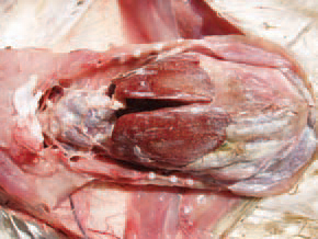 The gout is characterized by retention and buildup of urates in tissues. It is seen as two separate syndromes: visceral gout and articular gout. The visceral gout is manifested with deposition of urates in renal tubules and the serous coats of the heart, the liver, the mesentery, the air sacs or the peritoneum. The urate deposits on serous coats resemble a chalky white dust. Visceral urate deposits are generally due to renal failure. Possible causes for this could be obstruction of ureters, renal damage or dehydration.