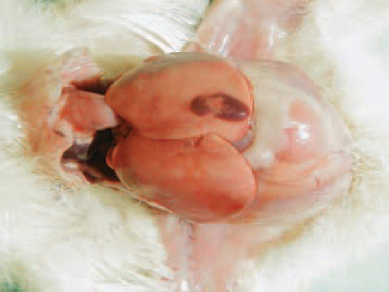In cases of acute intoxication with propane butane (due to damage in heating appliances where propane-butane is used as energy source for heating), asphyxia, cyanosis of the featherless skin, pulmonary oedema and subcapsular haemorrhages in the liver are observed.