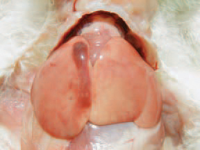 In cases of acute intoxication with propane butane (due to damage in heating appliances where propane-butane is used as energy source for heating), asphyxia, cyanosis of the featherless skin, pulmonary oedema and subcapsular haemorrhages in the liver are observed.