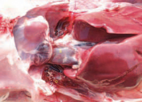 Stasis in the right half of the heart, overfilling of the posterior vena cava (a) and oedema of lungs (b) following overheating. When the temperature in the premise reaches 35°C, the cooling in birds begins by convection, conduction and radiation as they have no sweat glands. The excessive respiration results in oversaturation with C02 and then, in asphyxia.