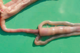 . INVAGINATION.
Involvement of anterior parts of the small intestine, the mesentery and the tops of the caecum into the ileum. Usually, it occurs with a strong intestinal peristalsis, often following ingestion of feed after a restrictive feeding regimen.
