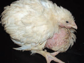 CROP IMPACTION.
It is caused by hard, fibrous feed or litter, whose accumulation results in impaction.