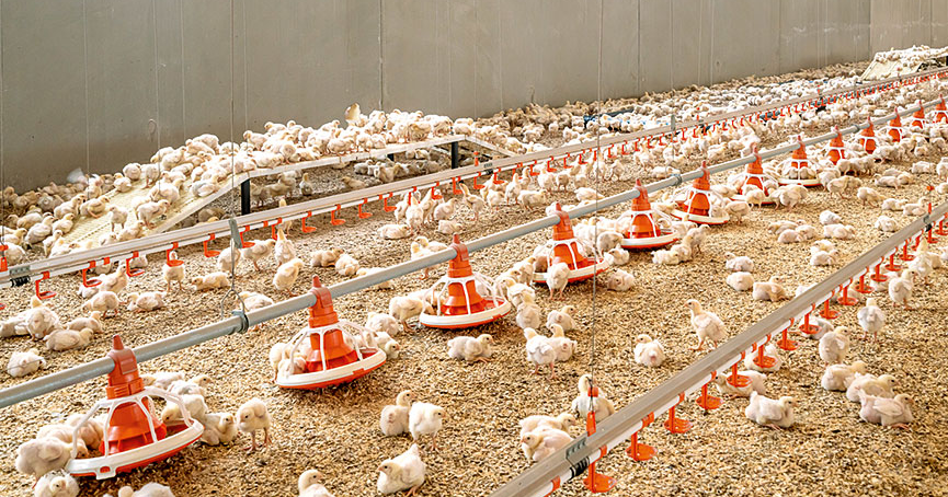 Broiler house with birds and feed pans