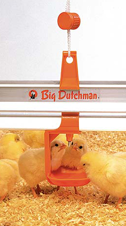 Chicks drinking from a nipple