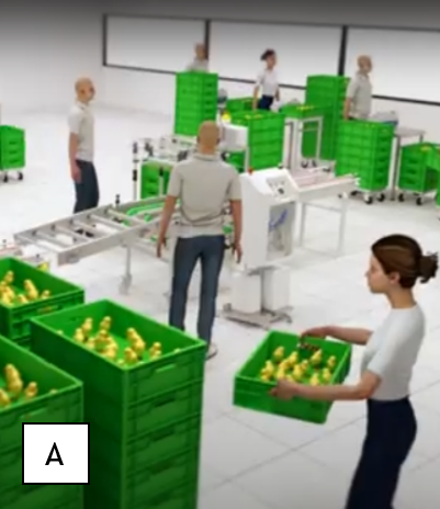 Fig.4. Hatchery poultry IBD vaccinations