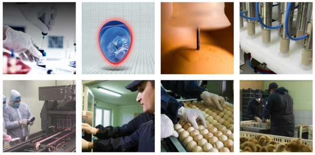 Fig.1. C.H.I.C.K program: a hatchery service with 200 experts regularly visiting 64% of the hatchery of the world, to strengthen hatchery vaccination best-practices