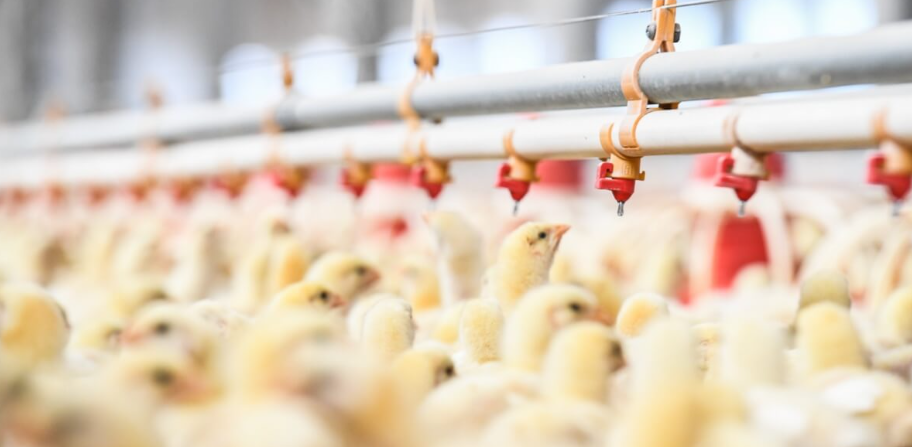 Newcastle Disease in Europe: the one-serotype protection strategy against Genotype VII