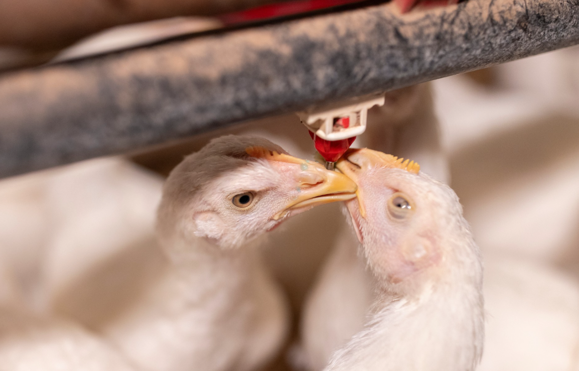 Three things to know about evolving ILT disease pressure