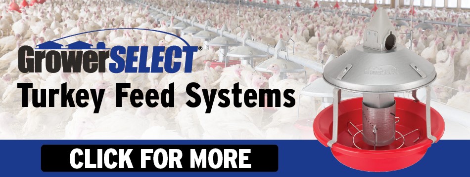 Poultry Turkey Feeding Poultry Turkey Feeding