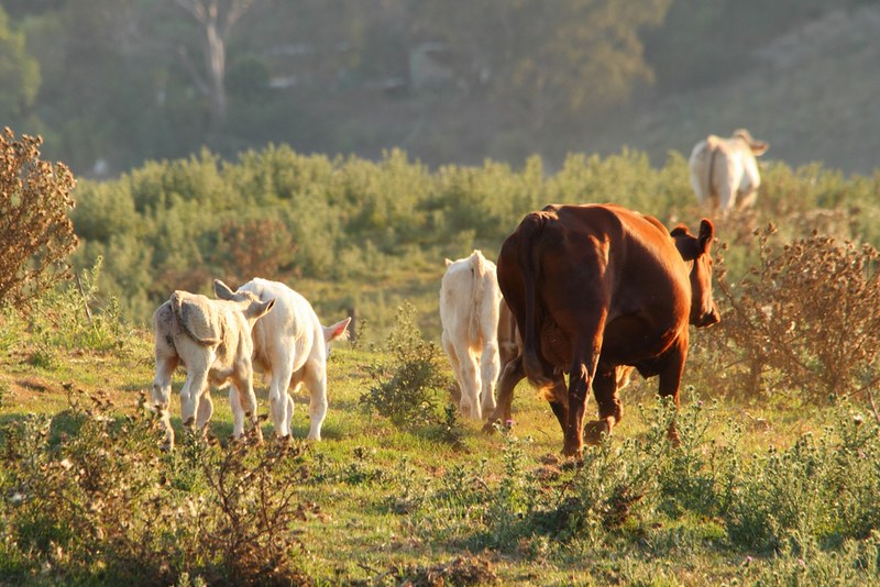 Australia’s feedlots surge as demand for grain-fed beef grows