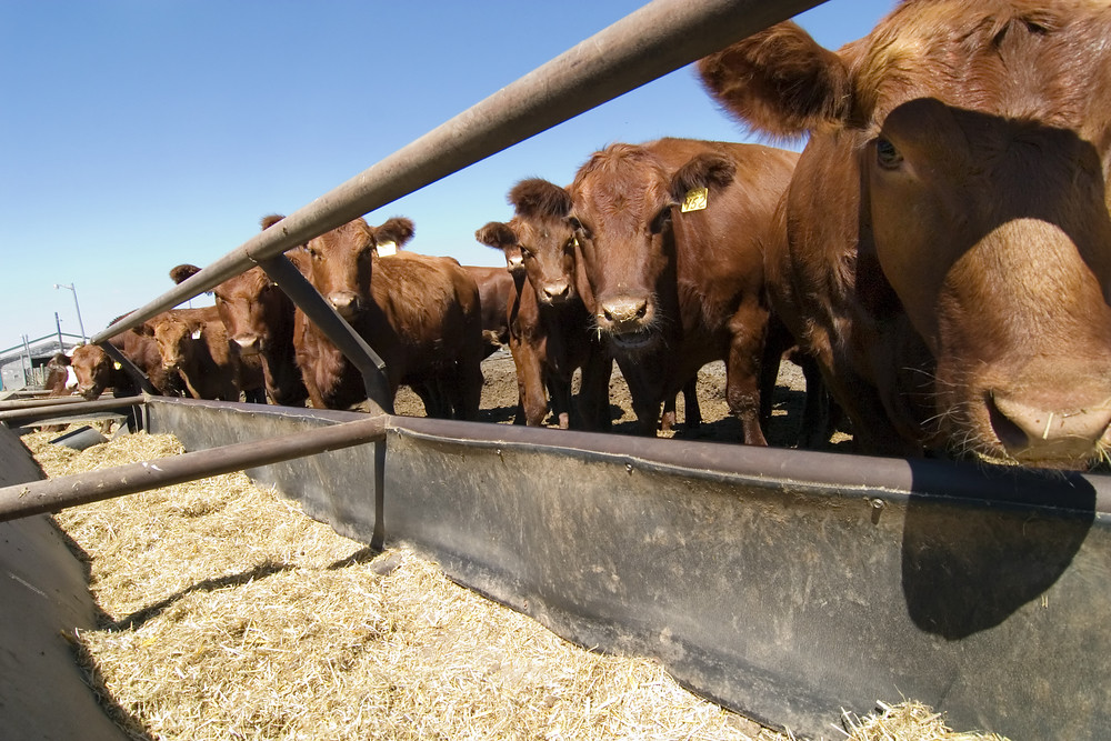 Cattle futures plunge on heavy weights, import signals - CME