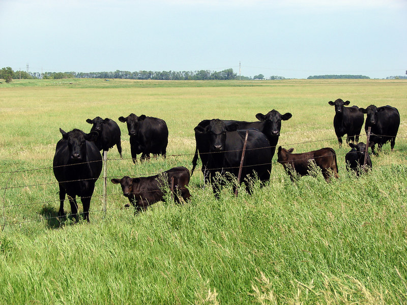 Mass cattle cull in Siberia sparks disease concerns