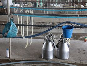 Study traces spread of early dairy farming across Western Europe