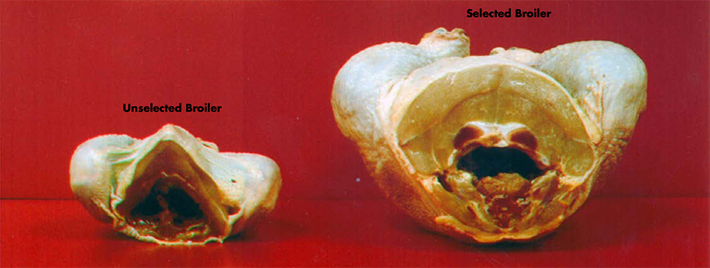 Figure 1. Genetic selection and improved nutrition are the main reasons poultry producers are able to produce a much larger bird than they were 50 years ago. (Photo courtesy of G.B. Havenstein and P.R. Ferket, North Carolina State University.)